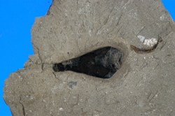Squid ink sac fossil